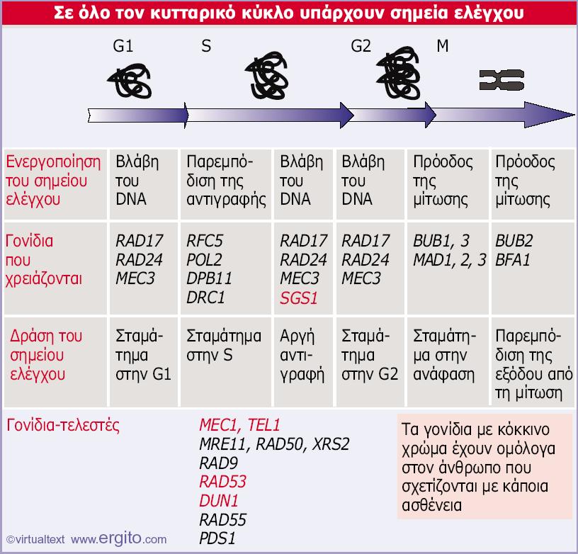 Genes VIII - Ακαδημαϊκές Εκδόσεις 2004 Εικόνα 29.21 Σε κάθε στάδιο του κυτταρικού κύκλου στον S. cerevisiae δρουν σημεία ελέγχου. Όταν ανιχνεύεται βλάβη στο DNA, ο κύκλος διακόπτεται.