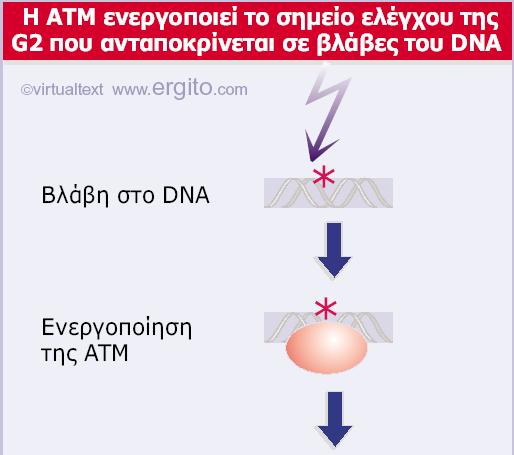 Genes VIII - Ακαδημαϊκές