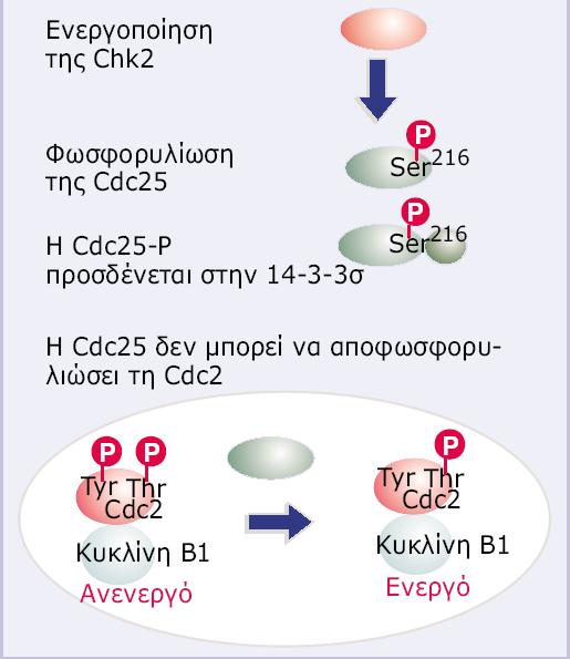 23 Mια βλάβη στο DNA