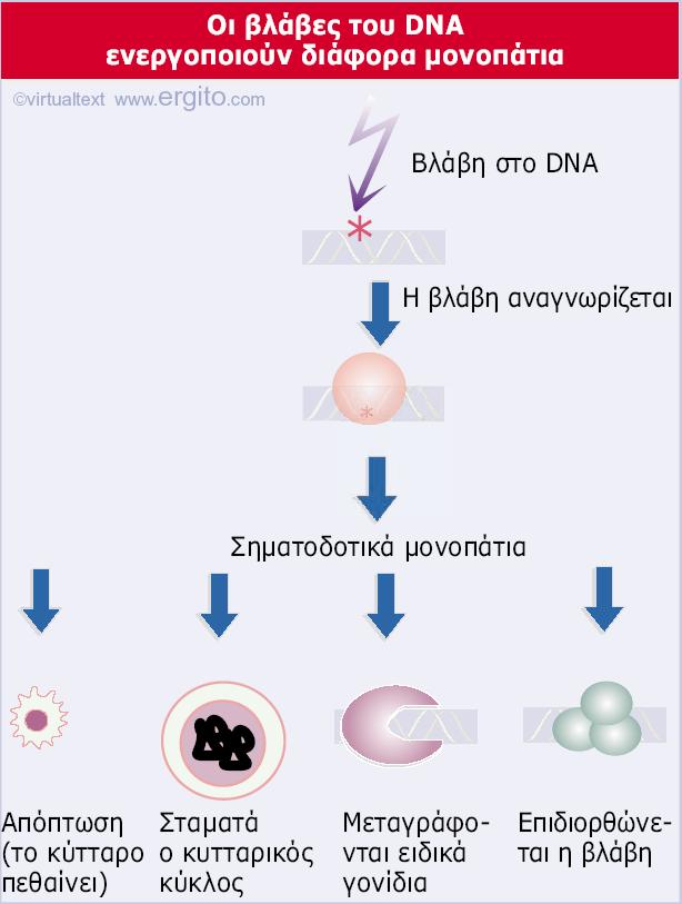 Εικόνα 29.