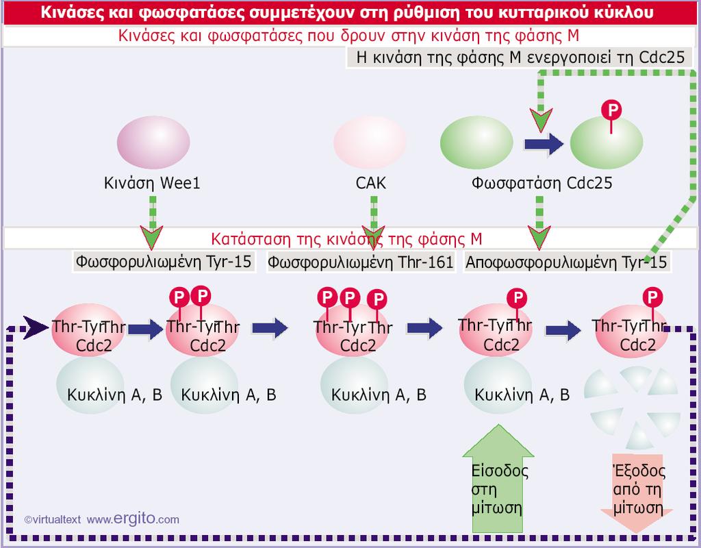 CAK: Cdc2-activating kinase: Cdc2 ενεργοποιητική κινάση Genes VIII - Ακαδημαϊκές Εκδόσεις 2004 Εικόνα 29.