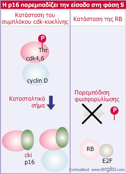 Εικόνα 29.29 Η p16 προσδένεται στις cdk4 και cdk6 και στα διμερή cdk4, 6- κυκλίνης.