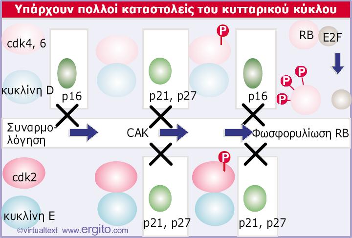 Εικόνα 29.30 Οι p21 και p27 αναστέλλουν τη συναρμολόγηση και την ενεργότητα των cdk4, 6-κυκλίνης D και cdk2-κυκλίνης E από τη CAK.