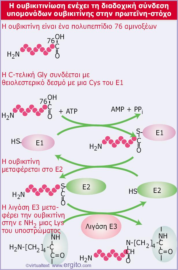 Εικόνα 8.67 Ο κύκλος της ουβικιτίνης περιλαμβάνει τρεις ενεργότητες. Το ένζυμο E1 συνδέεται με την ουβικιτίνη. Το E3 προσδένεται στο πρωτεϊνικό υπόστρωμα.