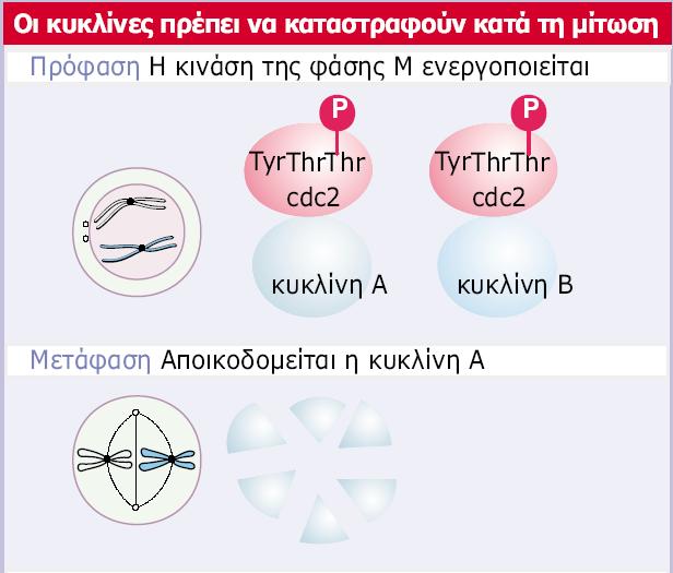 Genes VIII - Ακαδημαϊκές Εκδόσεις