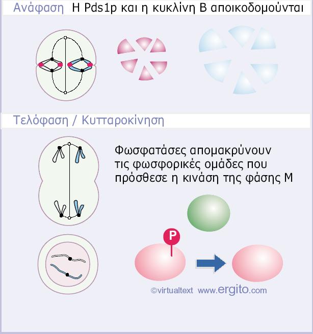 32 Η πρόοδος διαμέσου της μίτωσης