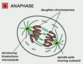 Οι ζευγαρωμένες χρωματίδες διαχωρίζονται συγχρονισμένα, έτσι ώστε να σχηματιστούν δύο θυγατρικά χρωμοσώματα. Κάθε χρωματίδη έλκεται αργά προς τον αντίστοιχο πόλο της ατράκτου.