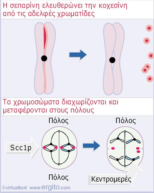 της Pds1p από το APC, ώστε να επιτραπεί στην Esp1p