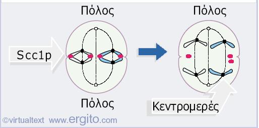 Το κεντρικό τμήμα του συμπλόκου των κοχεσινών είναι ένα ετεροδιμερές πρωτεϊνών της