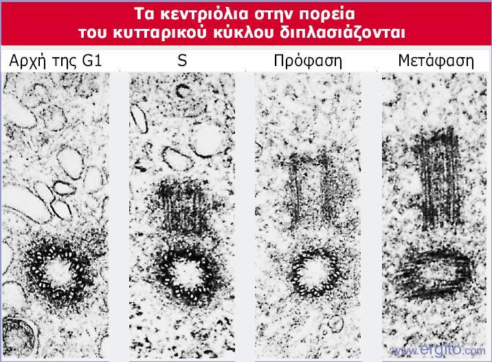 Εικόνα 29.41 Ένα κεντριόλιο αναπαράγεται σχηματίζοντας σε έναν άξονα κάθετο προς το γονικό κεντριόλιο ένα προκεντριόλιο.