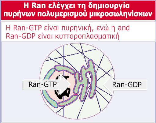 Εικόνα 29.42 Η ενεργοποιητική πρωτεΐνη του Ran, RCC, εντοπίζεται στα χρωμοσώματα.