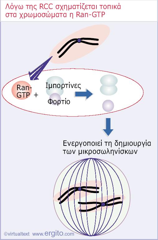 Όταν αποικοδομείται ο πυρηνικός φάκελος, η RCC συντηρεί ένα υψηλό επίπεδο από Ran-GTP στην εγγύτητα των χρωμοσωμάτων.