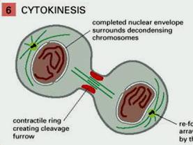 Το κυτταρόπλασμα διαιρείται στα δύο από τον συσταλτικό δακτύλιο ακτίνης και μυοσίνης που
