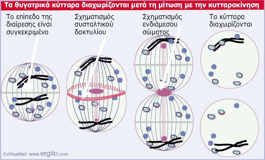 Εικόνα 29.43 Η άτρακτος καθορίζει το επίπεδο διαχωρισμού των θυγατρικών κυττάρων όπου συναρμολογείται ο συσταλτικός δακτύλιος.