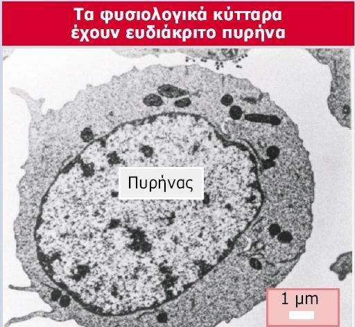 Genes VIII - Ακαδημαϊκές Εκδόσεις 2004 Εικόνα 29.