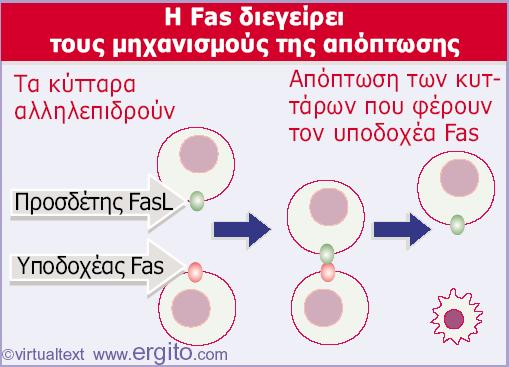 Εικόνα 29.48 Τόσο ο υποδοχέας Fas όσο και ο προσδέτης του είναι μεμβρανικές πρωτεΐνες.