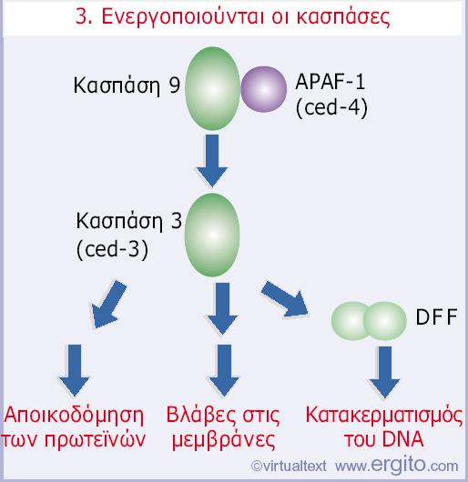 Genes VIII - Ακαδημαϊκές Εκδόσεις 2004 Εικόνα 29.50 Η απόπτωση μπορεί να πυροδοτηθεί από ενεργοποιητικούς υποδοχείς της επιφάνειας του κυττάρου.