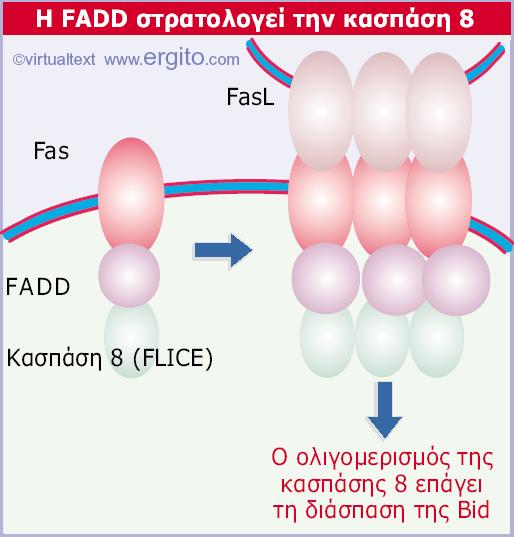 Genes VIII - Ακαδημαϊκές Εκδόσεις 2004 Εικόνα 29.51 Οι υποδοχείς TNF-R1 και Fas δεσμεύουν τη FADD (άμεσα ή έμμεσα).