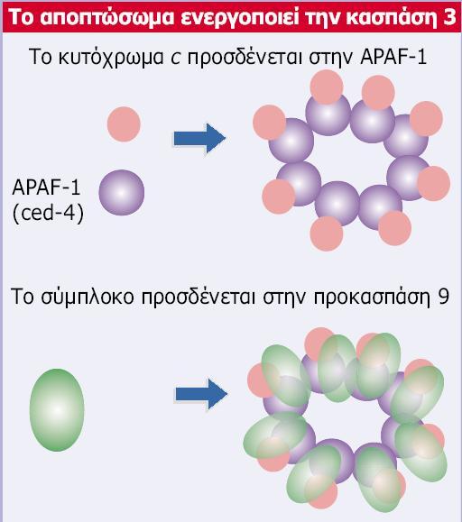 Genes VIII - Ακαδημαϊκές Εκδόσεις 2004 Εικόνα 29.