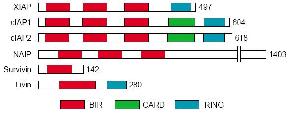 IAP = Inhibitor of Apoptosis Αναστολείς της απόπτωσης που μπορούν να προσδεθούν σε προκασπάσες ή ενεργοποιημένες κασπάσες και να αναστείλουν την λειτουργία τους.