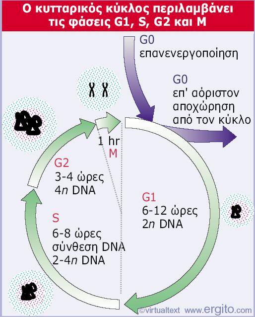 Genes VIII - Ακαδημαϊκές Εκδόσεις 2004 Εικόνα 29.1 Περίληψη: η μεσόφαση διαιρείται στις περιόδους G1, S και G2.