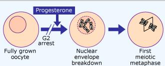 ? Για να βρεθεί πώς δρα η προγεστερόνη, η ορμόνη χορηγήθηκε αρχικά κατευθείαν σε σταματημένα ωοκύτταρα. Το αποτέλεσμα ήταν τα ωοκύτταρα να παραμείνουν σταματημένα.