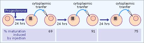 Το κυτταρόπλασμα, από κύτταρα στα οποία είχε χορηγηθεί προγεστερόνη, απομονώθηκε και