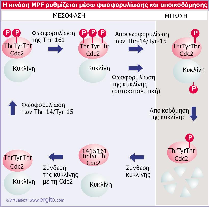 Genes VIII - Ακαδημαϊκές Εκδόσεις 2004 Εικόνα 29.