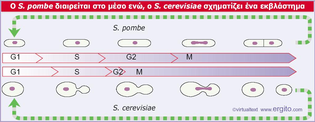 Εικόνα 29.10 Kατά τη διάρκεια ενός συμβατικού κυτταρικού κύκλου, ο S. pombe επιμηκύνεται και έπειτα διαιρείται.