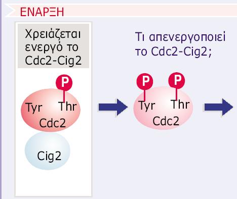 Genes VIII - Ακαδημαϊκές Εκδόσεις 2004? Εικόνα 29.17 Στον S.
