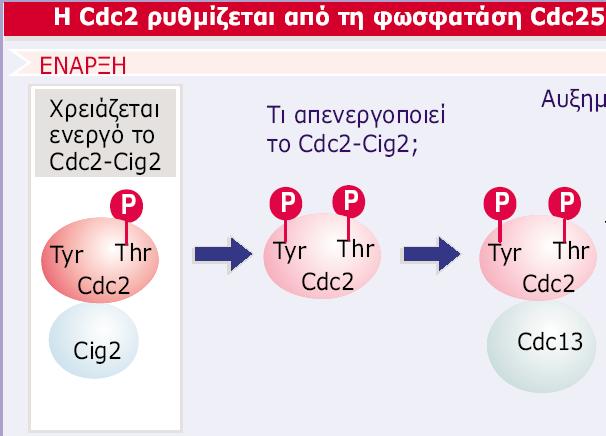 Genes VIII - Ακαδημαϊκές Εκδόσεις 2004? Εικόνα 29.17 Στον S.