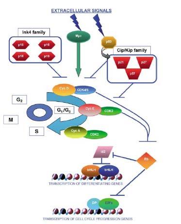 Εικόνα 4: Ρύθμιση του κυτταρικού κύκλου και της διαφοροποίησης. Διαφορετικά εξωκυττάρια ερεθίσματα έχουν αποτέλεσμα την ενεργοποίηση διαφορετικών πρωτεϊνών.