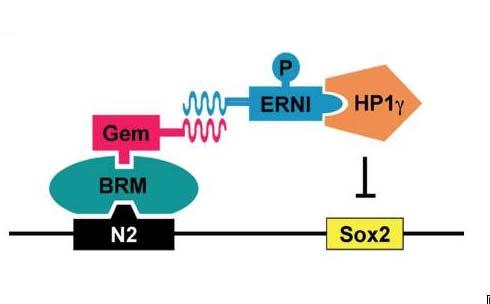 σε ενεργοποίηση της έκφραση του Sox2 μέσω της δράσης του SWI/SNF συμπλόκου (Papanayotou et al., 2008). Εικόνα 8: Το προτεινόμενο μοντέλο για την ρύθμιση της έκφρασης του Sox2.