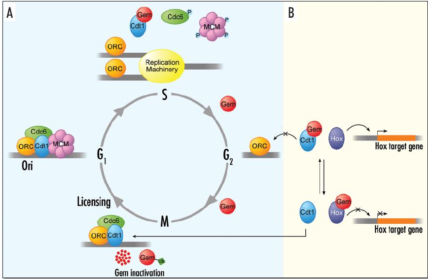 να πριμοδοτείται ο κυτταρικός πολλαπλασιασμός σε σχέση με τη διαφοροποίηση (Luo and Kessel, 2004) Eικόνα 11: Το μοντέλο σύμφωνα με το οποίο ο ανταγωνισμός μεταξύ των Hox πρωτεϊνών και της Geminin