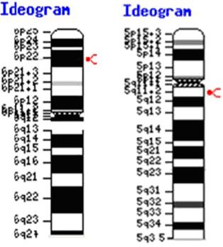 Εικόνα 13 : Χρωμοσωμική θέση των γονιδίων της Geminin και του Castor Σε ότι αφορά τον ευρύτερο γενετικό τόπο του Castor αυτός γειτνιάζει ανοδικά με το γονίδιο που κωδικοποιεί τον παράγοντα CDC20B και