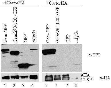 Εικόνα 16: Πείραμα ανοσοκατακρήμνισης με α-ha σε κυτταρικά εκχυλίσματα διαμολυσμένα με (1) CastorHA και GemininGFP, (2) CastorHA και GemininΔ90-120GFP, (3) CastorHA και GFP, (4) κατακρήμνιση με miggs