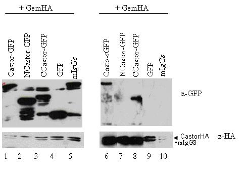 Eικόνα 18: Πείραμα ανοσοκατακρήμνισης με α-ha σε κυτταρικά εκχυλίσματα διαμολυσμένα με (1)GemininHA και CastorGFP (2)GemininHA και Ν-CastorGFP (3) GemininHA και C-CastorGFP, (4)GemininHAκαι GFP, (5)