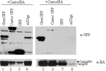 4.2.2 Mελέτη και χαρτογράφηση της αλληλεπίδρασης της πρωτεΐνης Castor με τον εαυτό του Προκειμένου να μελετηθεί το ενδεχόμενο της αλληλεπίδρασης του Castor με τον εαυτό του, κυτταρικά εκχυλίσματα από