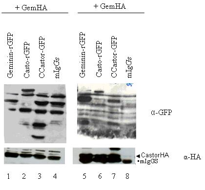 Παρατηρούμε ότι ο CastorHA συγκατακρημνίζει τον CastorGFP (Εικ.19(6)) και άρα το μόριο αλληλεπιδρά με τον εαυτό του.