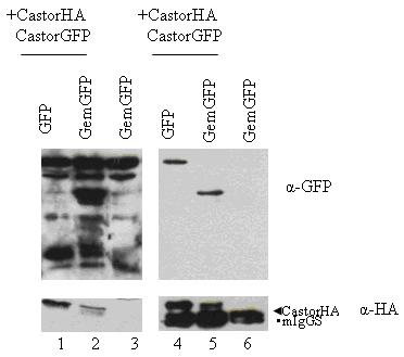 Εικόνα 21: Πείραμα ανοσοκατακρήμνισης με a-ha σε κυτταρικά εκχιλισματα διαμολυσμένα με (1) CastorGFP, CastorHA και GFP (2) CastorGFP CastorHA και GemininGFP (3) GemininGFP και ανάλυση Western με α-ha