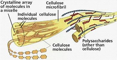 Βιοσύνθεση κυτταρίνης (α) καταλύεται από τη συνθετάση των β-1,4-γλυκανίων, που βρίσκεται στην κυτταροπλασματική μεμβράνη.