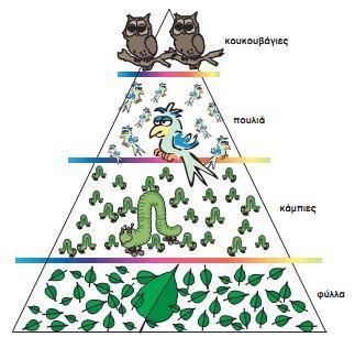 Τροφική Πυραμίδα Πληθυσμού Σε μια πυραμίδα πληθυσμού συνήθως παρατηρούμε μείωση πληθυσμού από επίπεδο σε επίπεδο, προχωρώντας από το επίπεδο των παραγωγών προς τα επίπεδα των ανώτερων καταναλωτών.