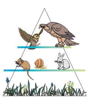 Τροφική Πυραμίδα Βιομάζας Αν αφαιρέσουμε το νερό και μετρήσουμε την ξηρή μάζα (βιομάζα) των οργανισμών κάθε τροφικού επιπέδου, μπορούμε να κατασκευάσουμε μια Τροφική Πυραμίδα Βιομάζας Αν