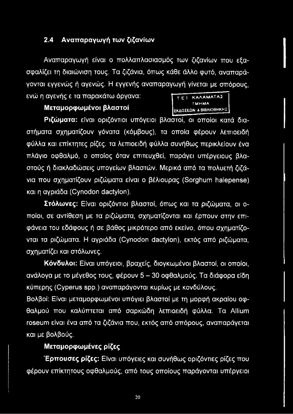 κατά διαστήματα σχηματίζουν γόνατα (κόμβους), τα οποία φέρουν λεπιοειδή φύλλα και επίκτητες ρίζες, τα λεπιοειδή φύλλα συνήθως περικλείουν ένα πλάγιο οφθαλμό, ο οποίος όταν επιτευχθεί, παράγει