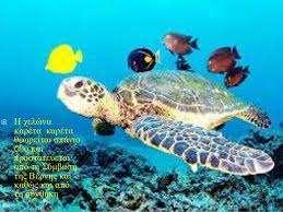 Ενδημικά ζώα Η θαλάσσια χελώνα καρέττα (Caretta caretta) είναι είδος με παγκόσμια κατανομή. Ανήκει στην οικογένεια των χελωνιίδων.