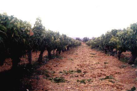 3.2. ΥΛΙΚΑ ΚΑΙ ΜΕΘΟ ΟΙ 3.2.1. Εγκατάσταση και σχεδιασµός του πειράµατος Η έναρξη του πειράµατος έγινε από τα µέσα του Φεβρουαρίου παράλληλα µε το κλάδεµα, και ολοκληρώθηκε τα τέλη Αυγούστου 2002.