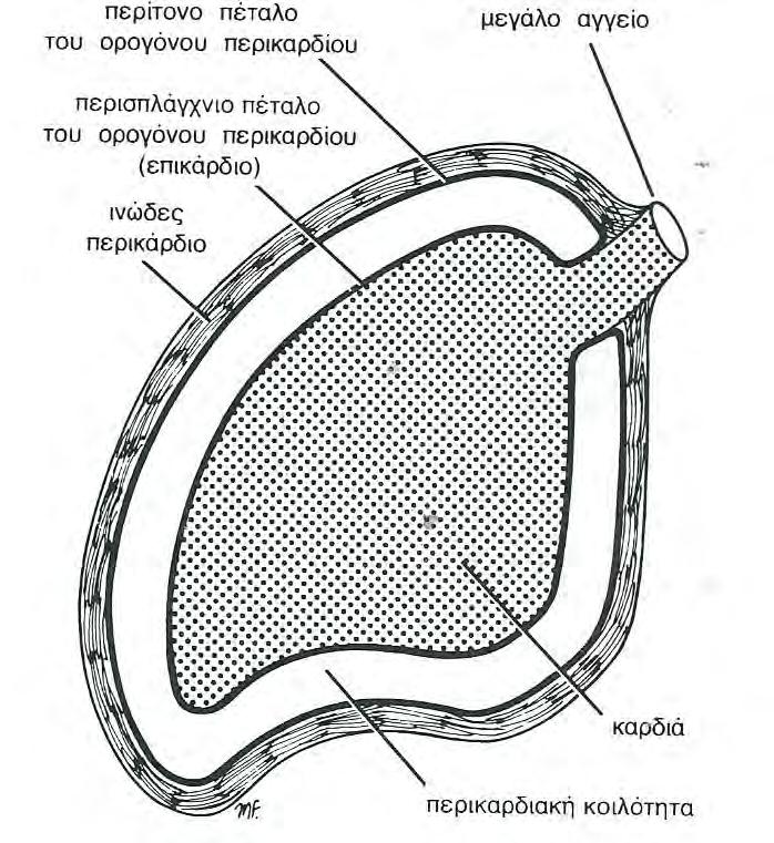 ΣΧΗΜΑ 1: ΧΩΡΟΘΕΣΙΑ ΚΑΡΔΙΑΚΟΥ ΜΥ Το ινώδες περικάρδιο είναι η ινώδης μοίρα του σάκου και χρησιμεύει για να περιορίζει την κινητικότητα της καρδιάς.