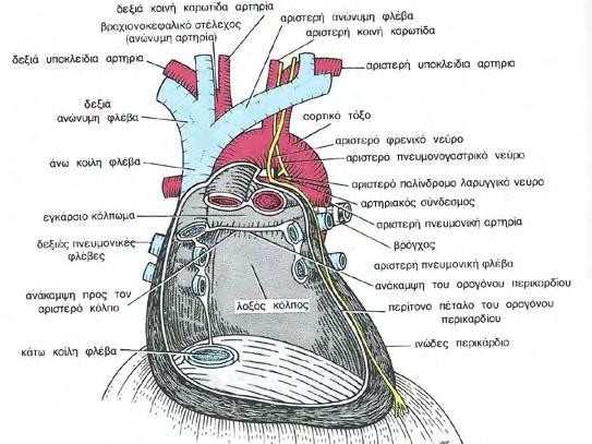 περικαρδίου.
