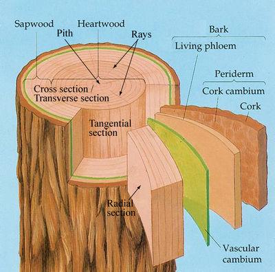 imamo sljedeće pojaseve: - Kora drva se sastoji od kambija, lika i luba i ima fiziološku i zaštitnu funkciju, ali nije upotrebljiva kao građevni materijal.