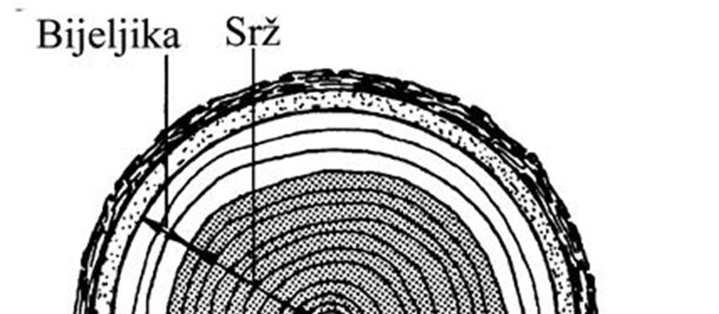 - Srž je tehnički najvažnija, to je dio drva koji je prošao fazu rasta i ima funkciju nošenja stabla.